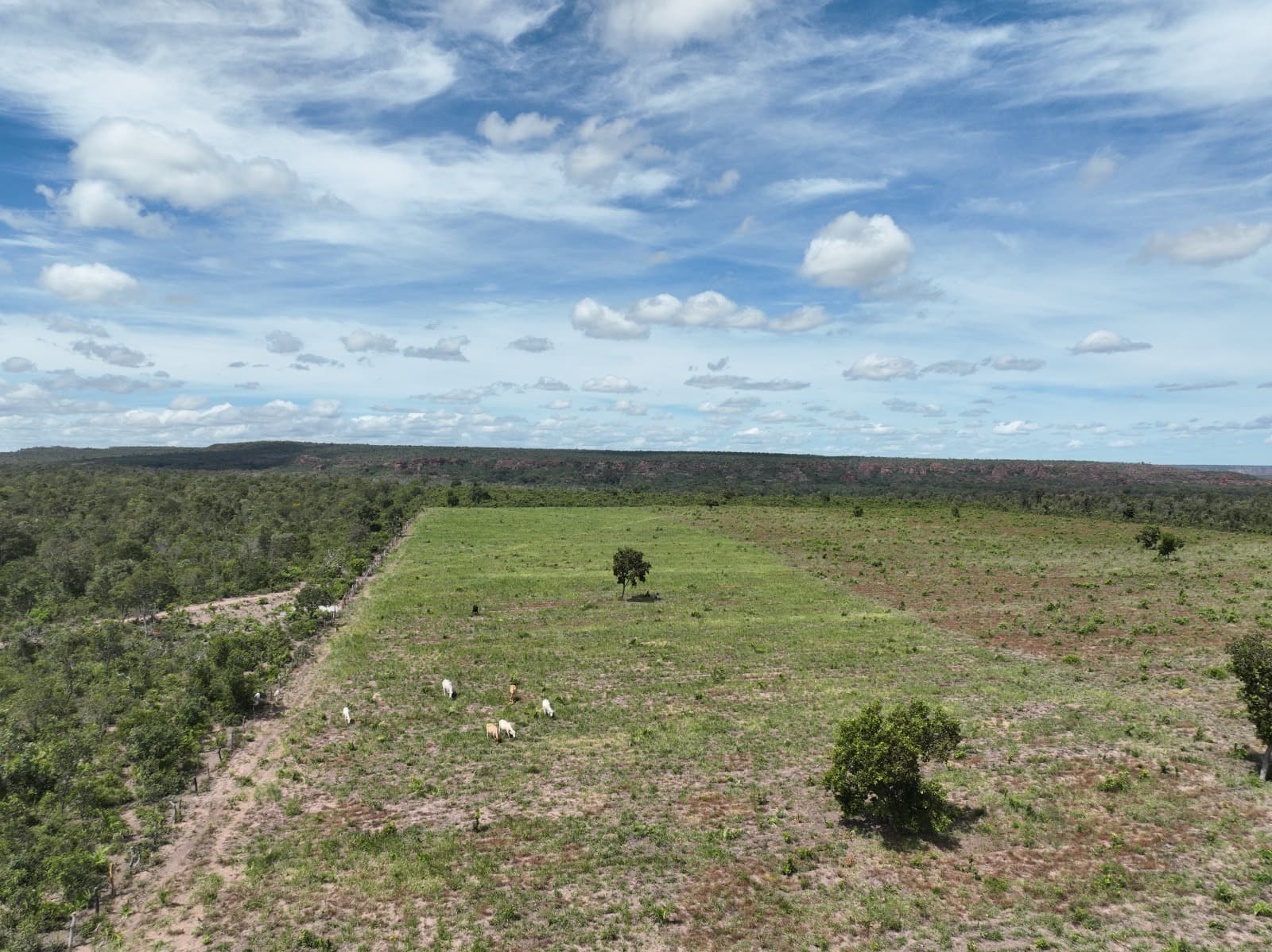 Semarh usa imagens áreas para rastrear áreas desmatadas e cruza os dados com as denúncias recebidas.