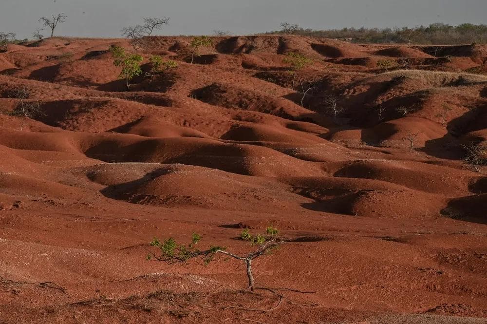 Piauí intensifica ações para recuperar áreas degradadas e combater a desertificação