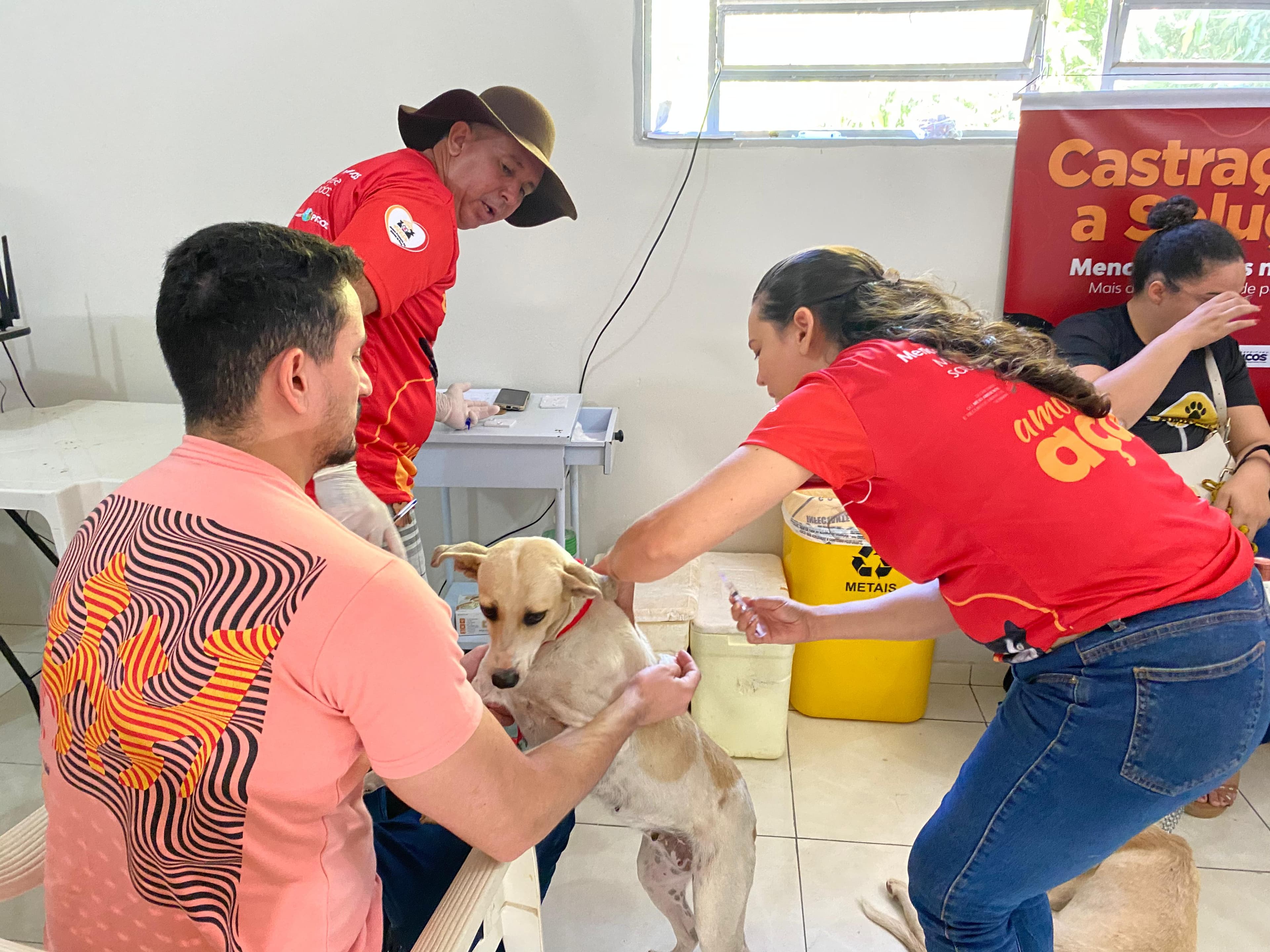 Além da castração, receberam vacinas, coleiras antiparasitárias e registro no SinPatinhas.