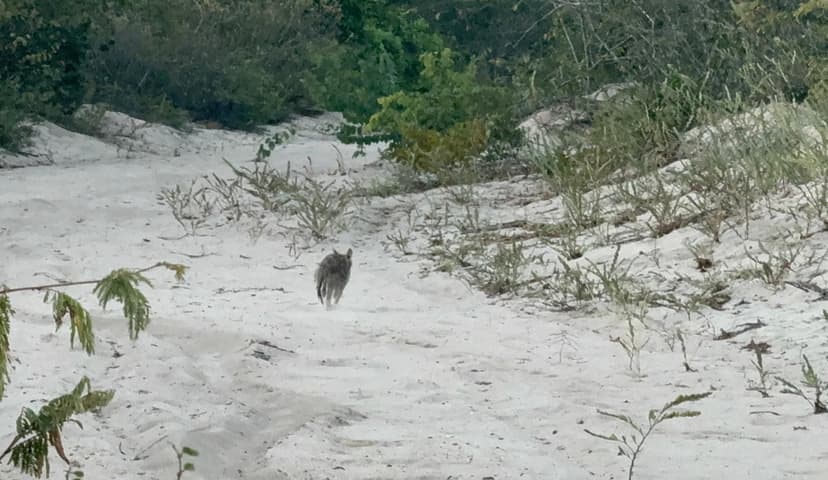 raposa-do-campo-e-outros-animais-ganham-nova-chance-de-liberdade-no-parque-do-rangel-em-curimata