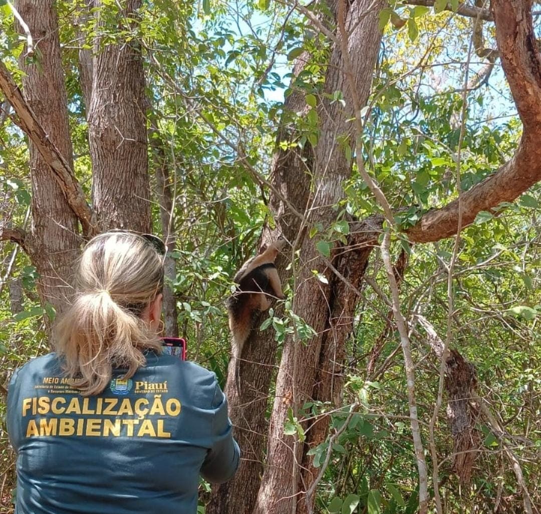 O Cetas já devolveu mais de 100 animais à natureza somente em 2025.