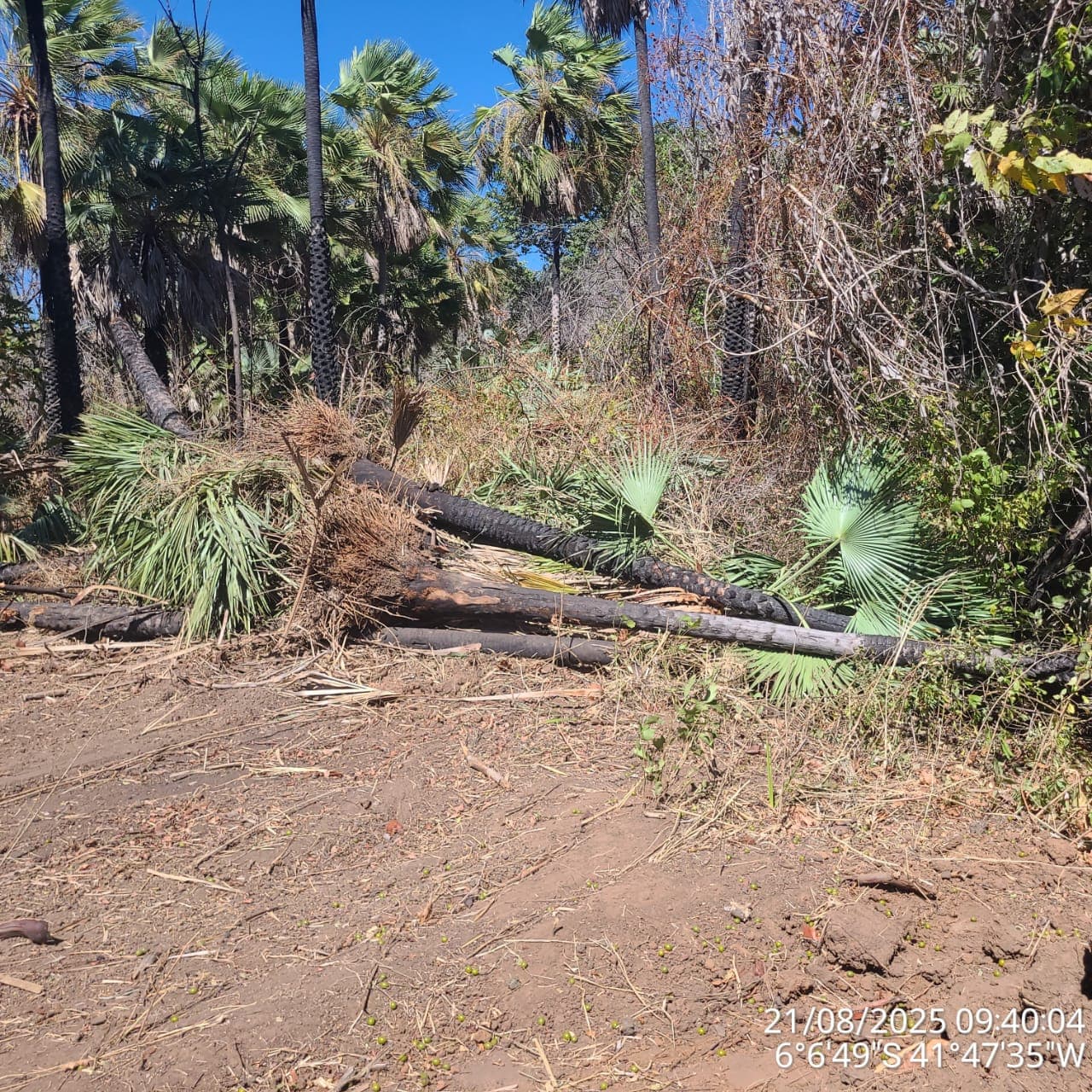 Piauí tem queda histórica no desmatamento Ilegal e se destaca na preservação ambiental.
