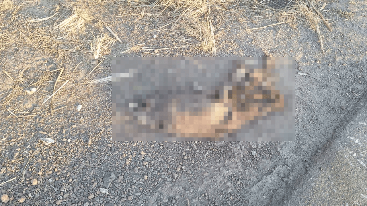 Semarh realiza vistoria na PI-112 após série de atropelamentos de animais silvestres e reforça fiscalização no trecho