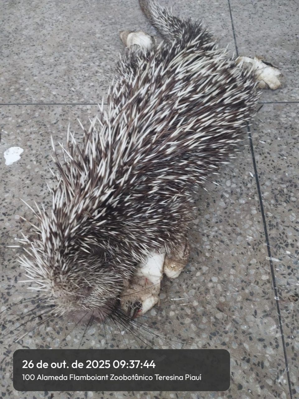 CETAS funciona como um hospital e um centro de reabilitação.