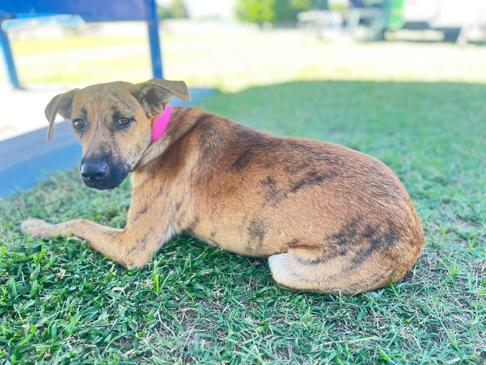 Castramóvel retorna a Teresina após bater recordes no interior e reforça proteção animal no Piauí