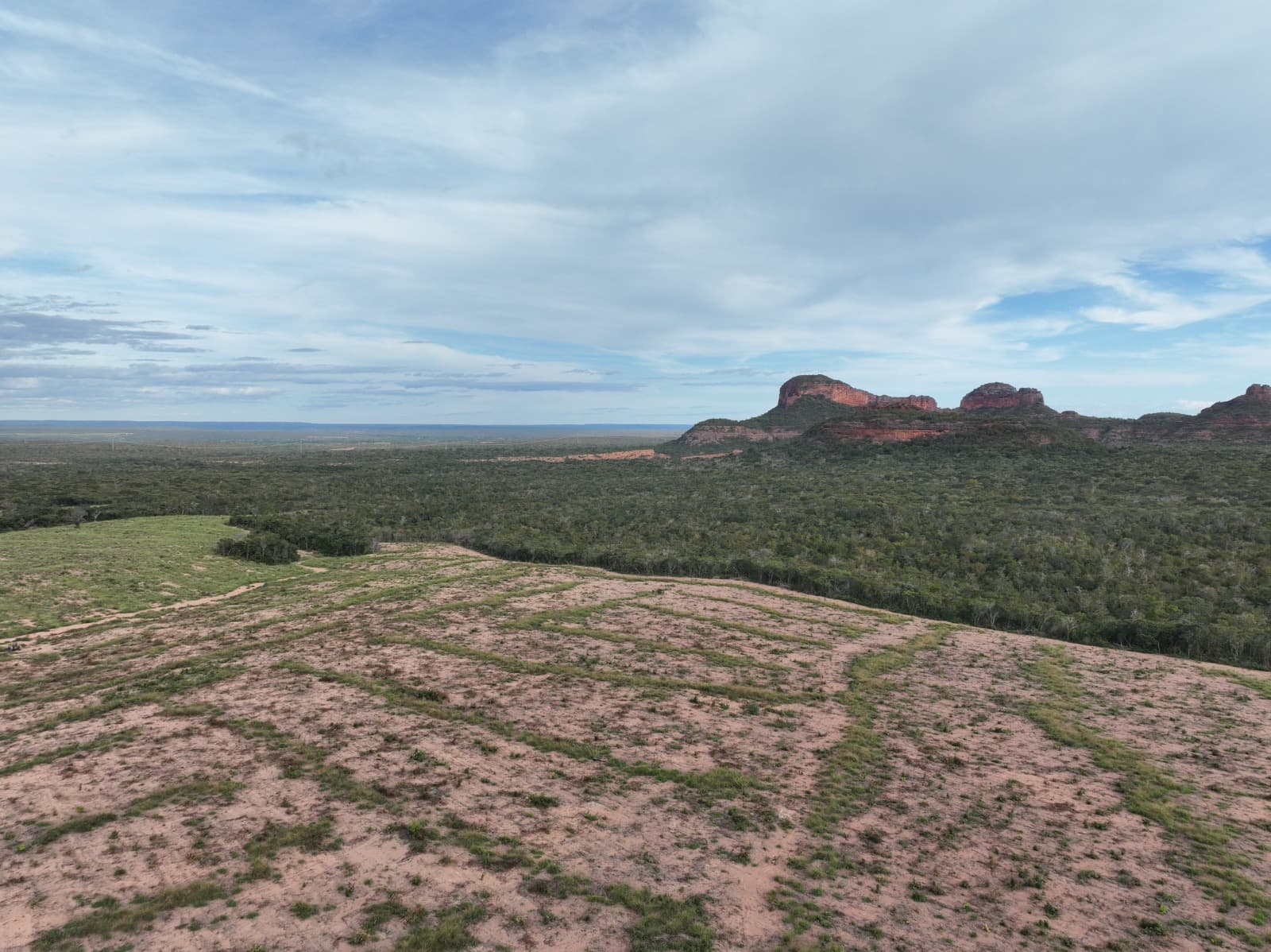 Desmatamento ilegal cai quase 68% no Piauí e estado registra melhor resultado em quatro anos