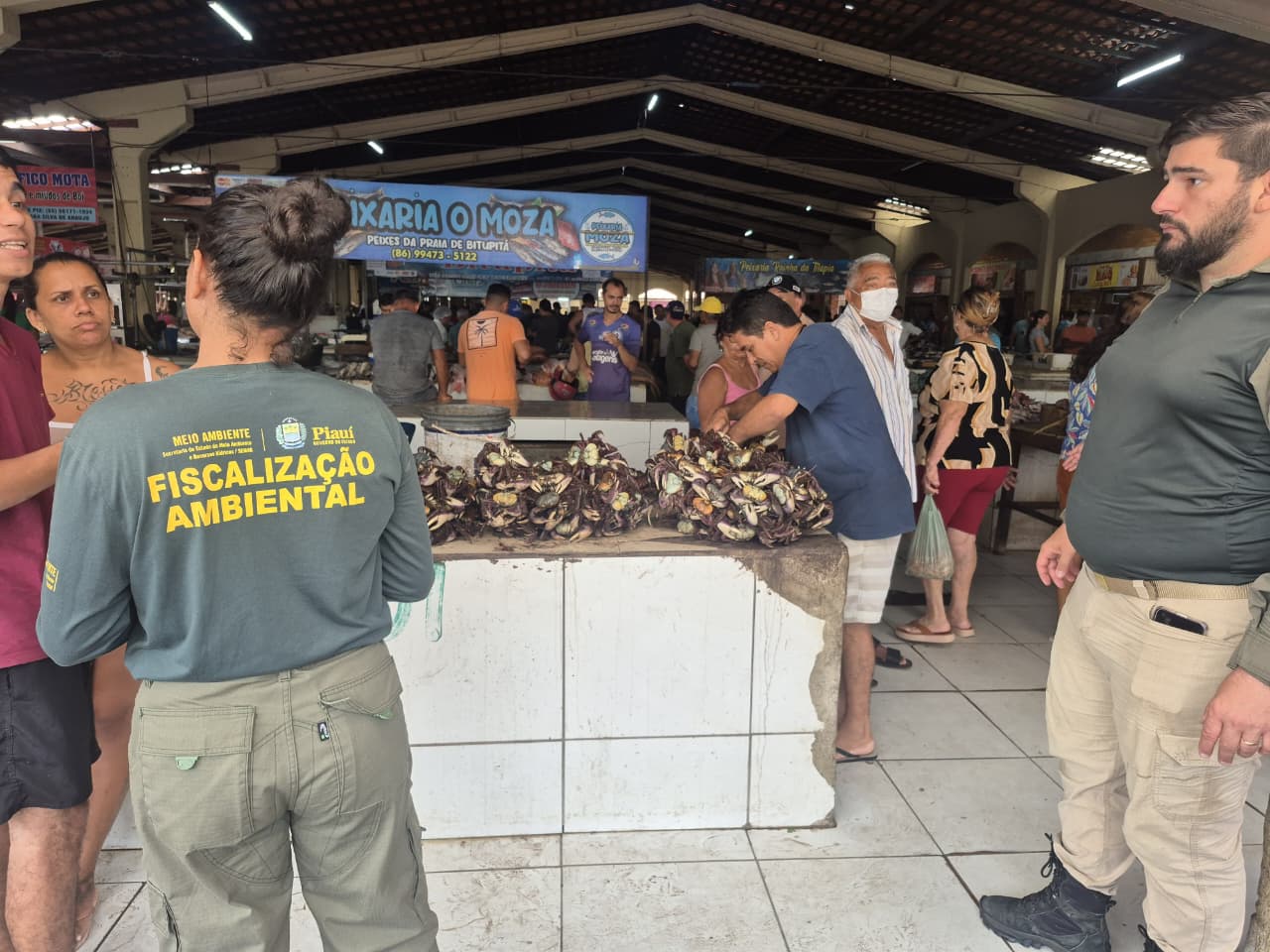 Semarh aprende quase 900 caranguejos-uçá durante operação no litoral do Piauí